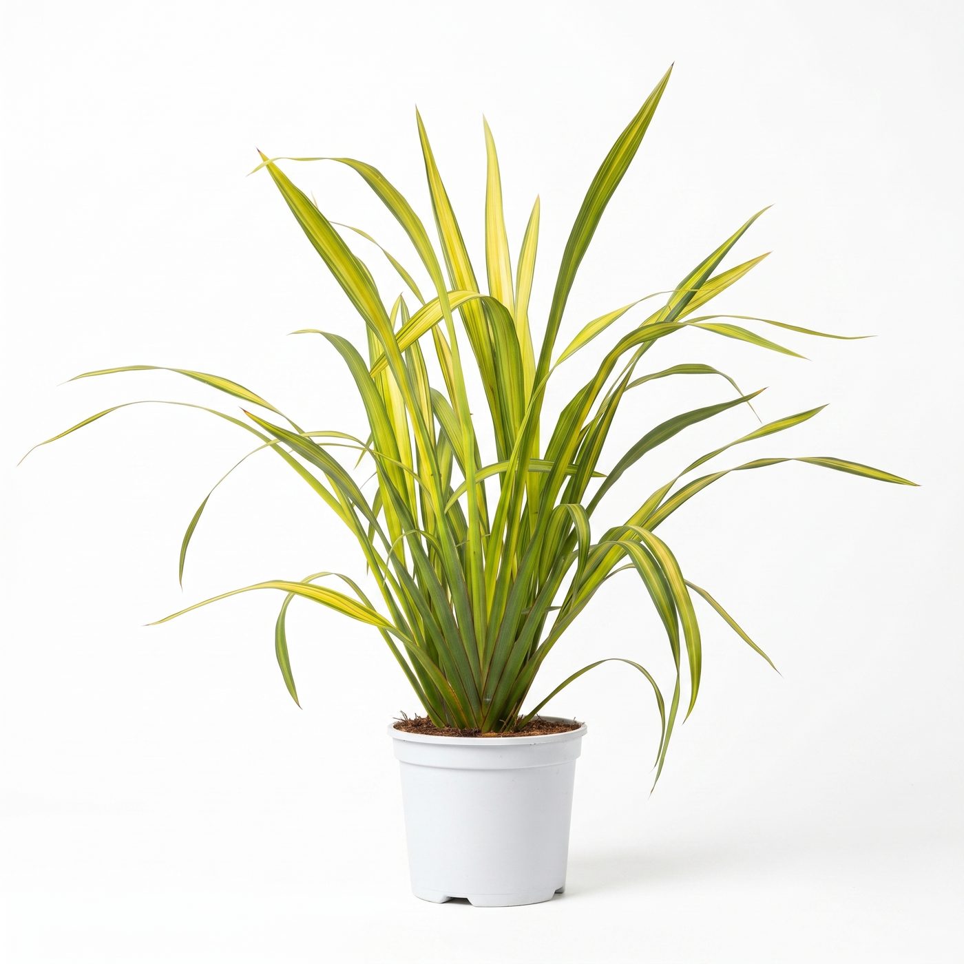 Phormium tenax 'Yellow Wave'