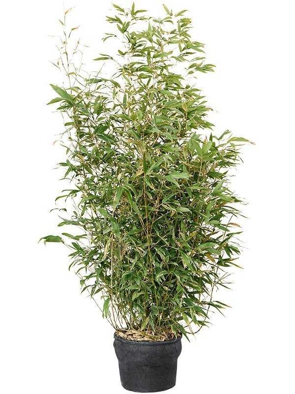 Phyllostachys aurea
