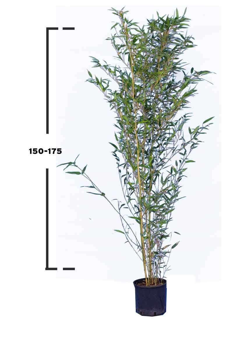 Phyllostachys aurea usulata
