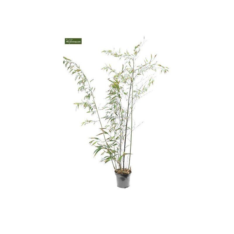 Phyllostachys nigra 'boryana'