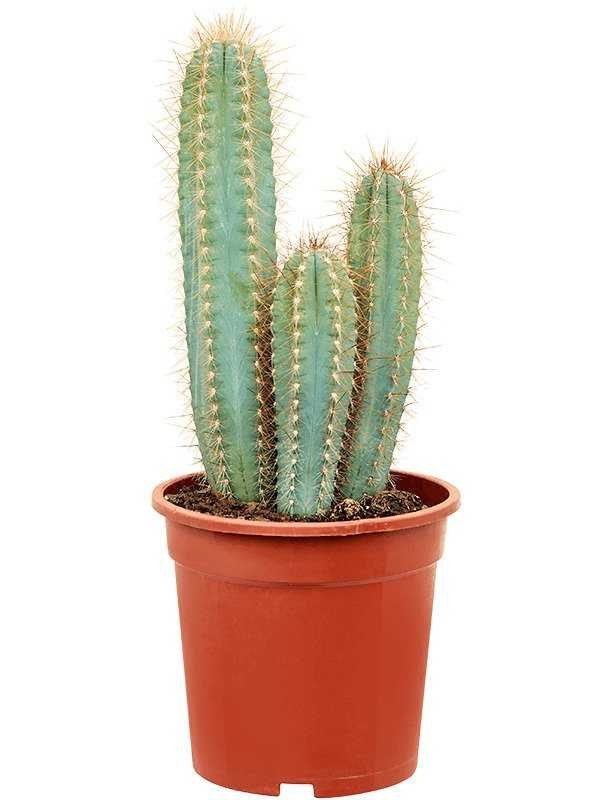 Pilosocereus