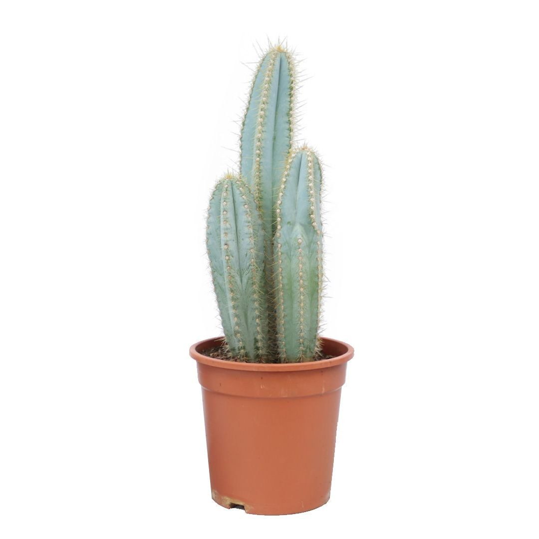 Pilosocereus pachycladus