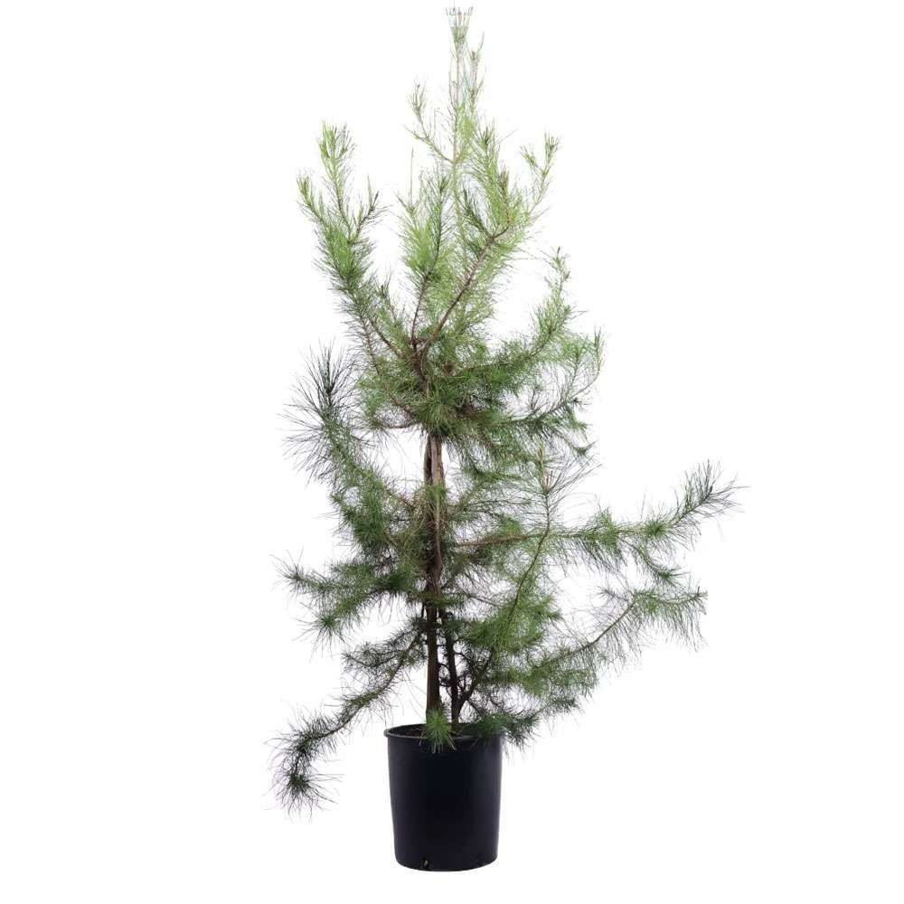 Pinus halepensis