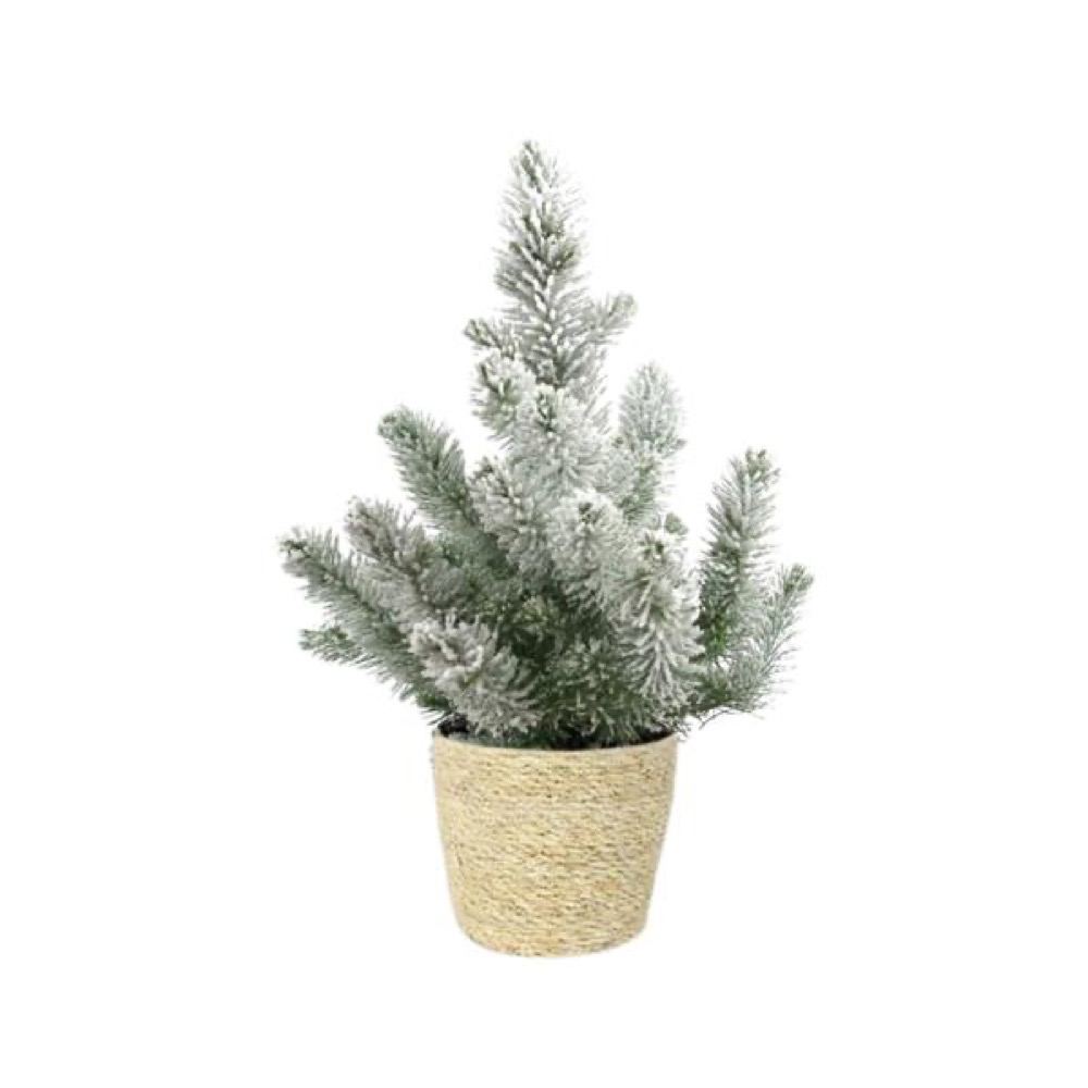 Pinus pinea