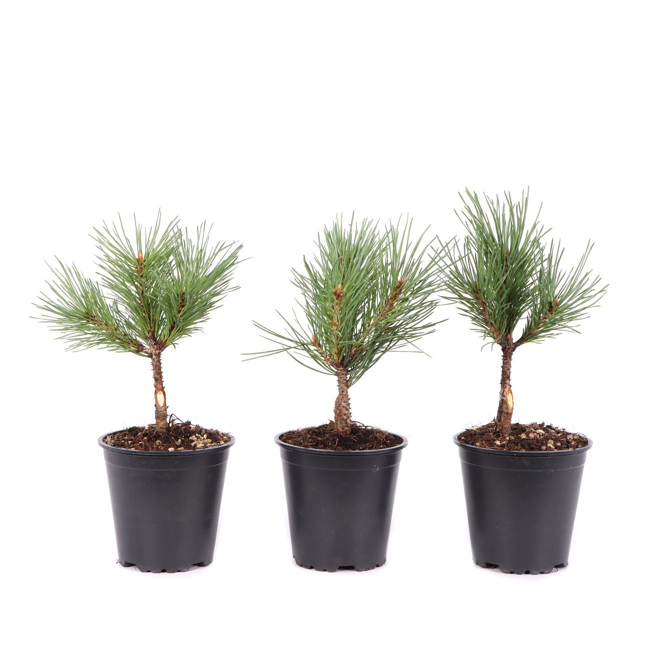 Pinus sylvestris