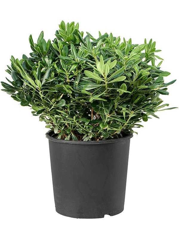 Pittosporum tobira