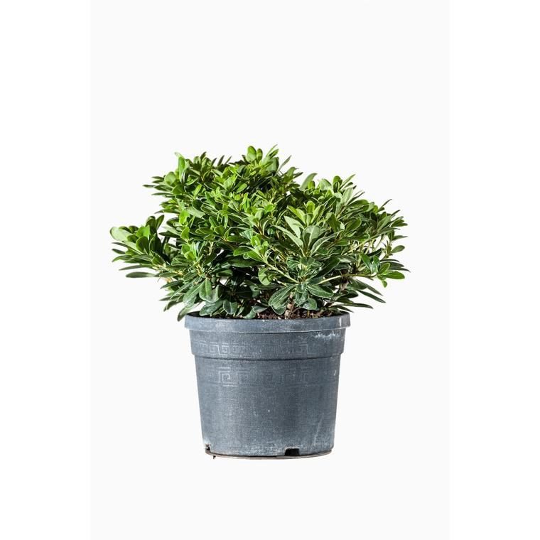 Pittosporum tobira 'Nana'