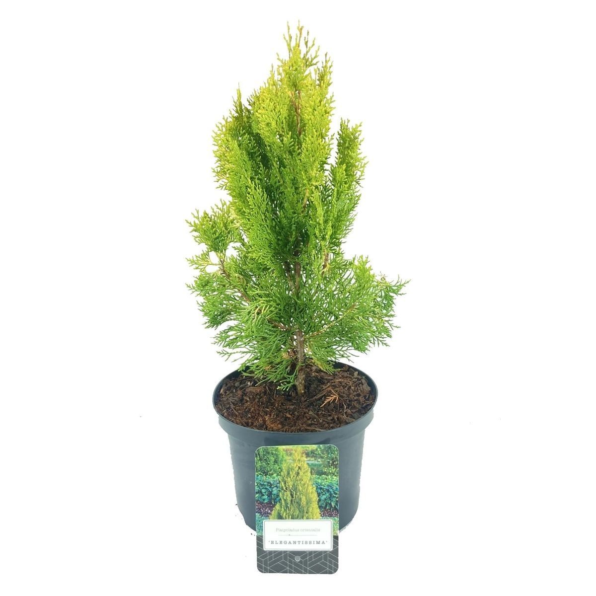 Platycladus orientalis