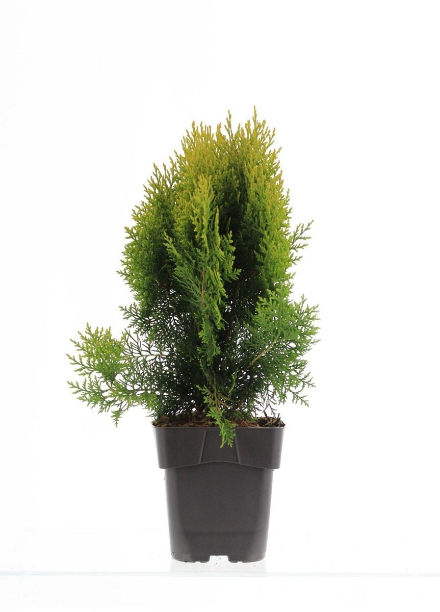 Platycladus orientalis 'aurea nana'