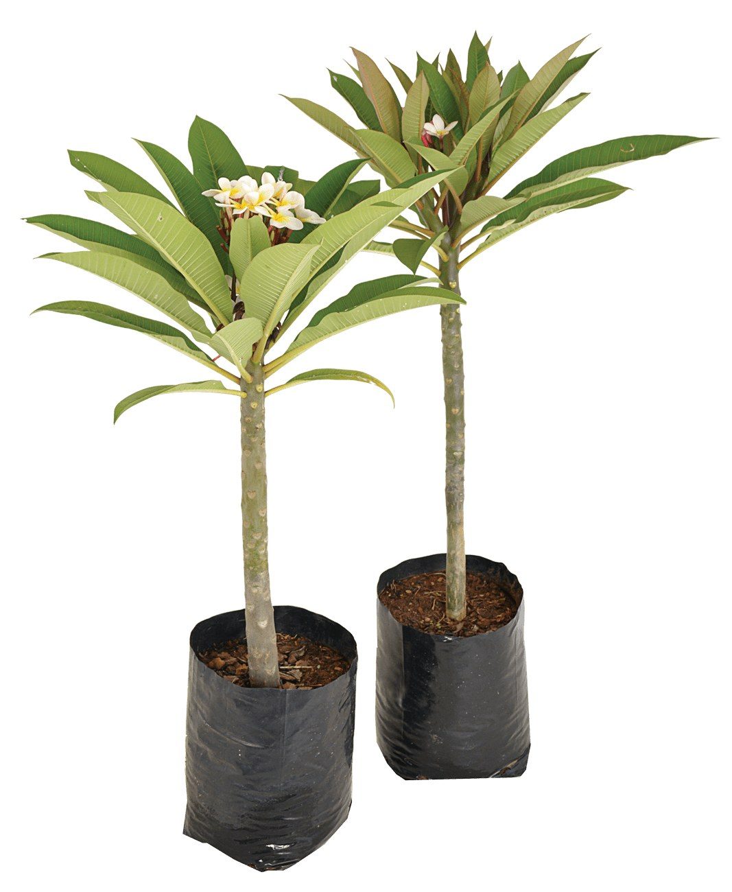 Plumeria alba