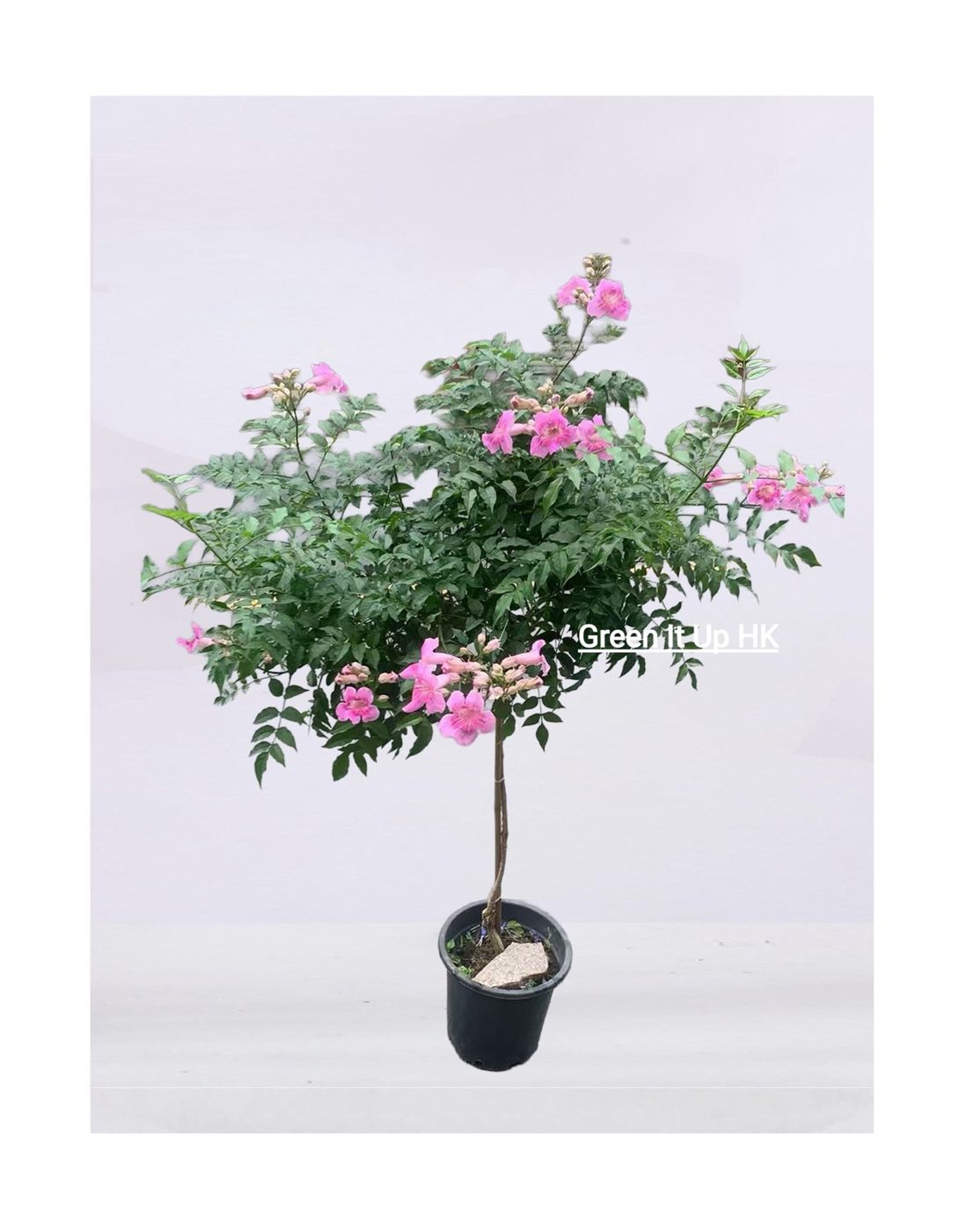 Podranea ricasoliana