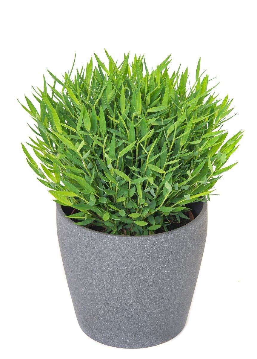 Pogonatherum paniceum 'monica'