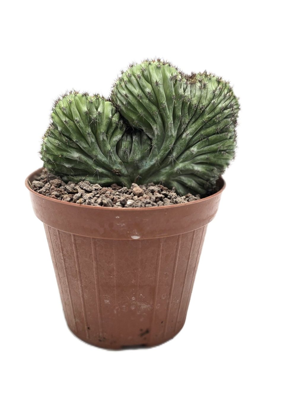 Polaskia chichipe
