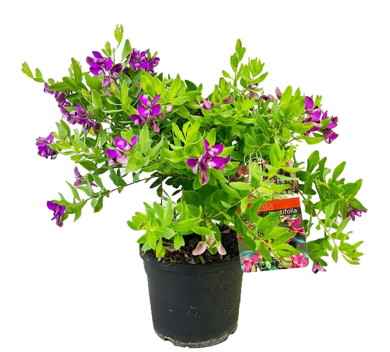 Polygala myrtifolia