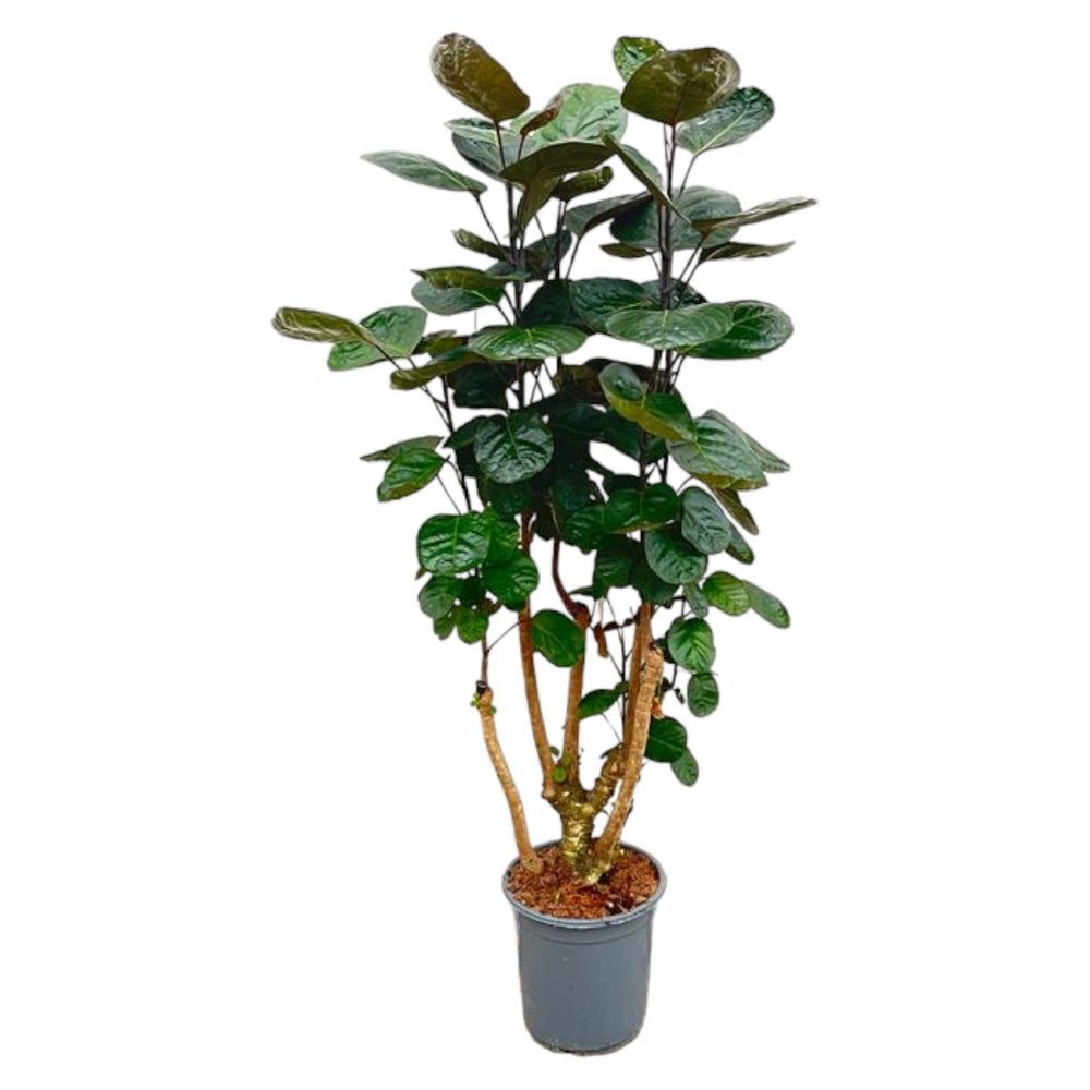 Polyscias scutellaria 'Fabian'