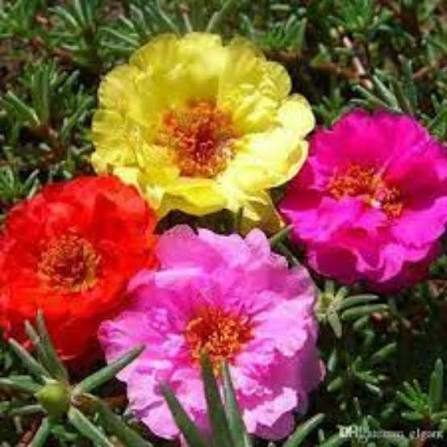 Portulaca grandiflora