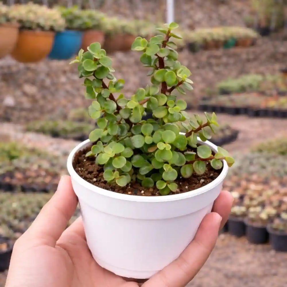 Portulacaria afra