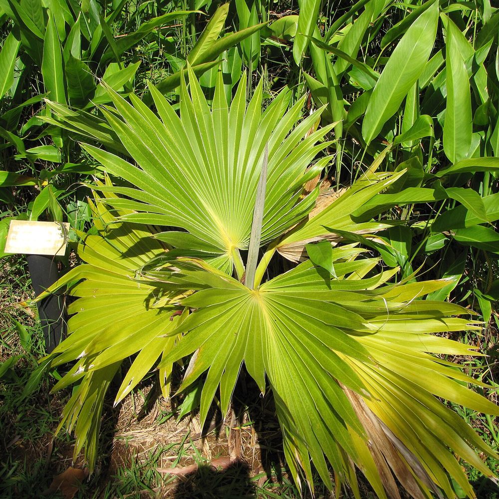 Pritchardia hillebrandii