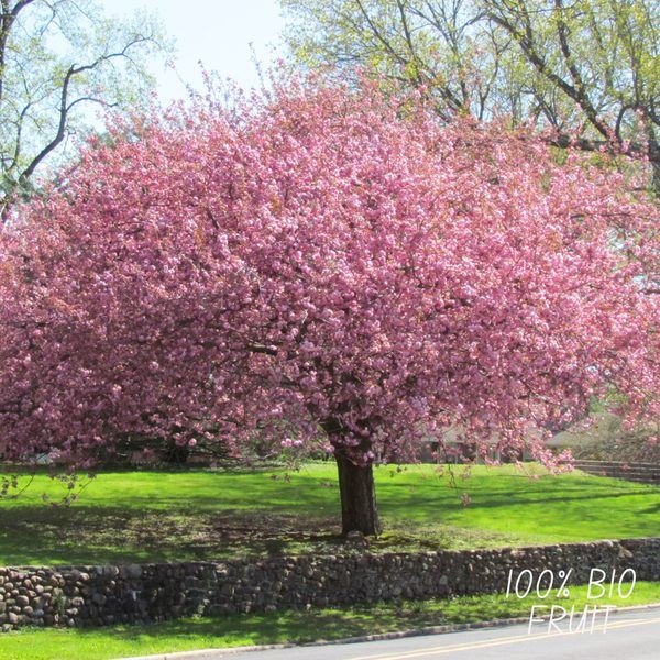 Prunus avium