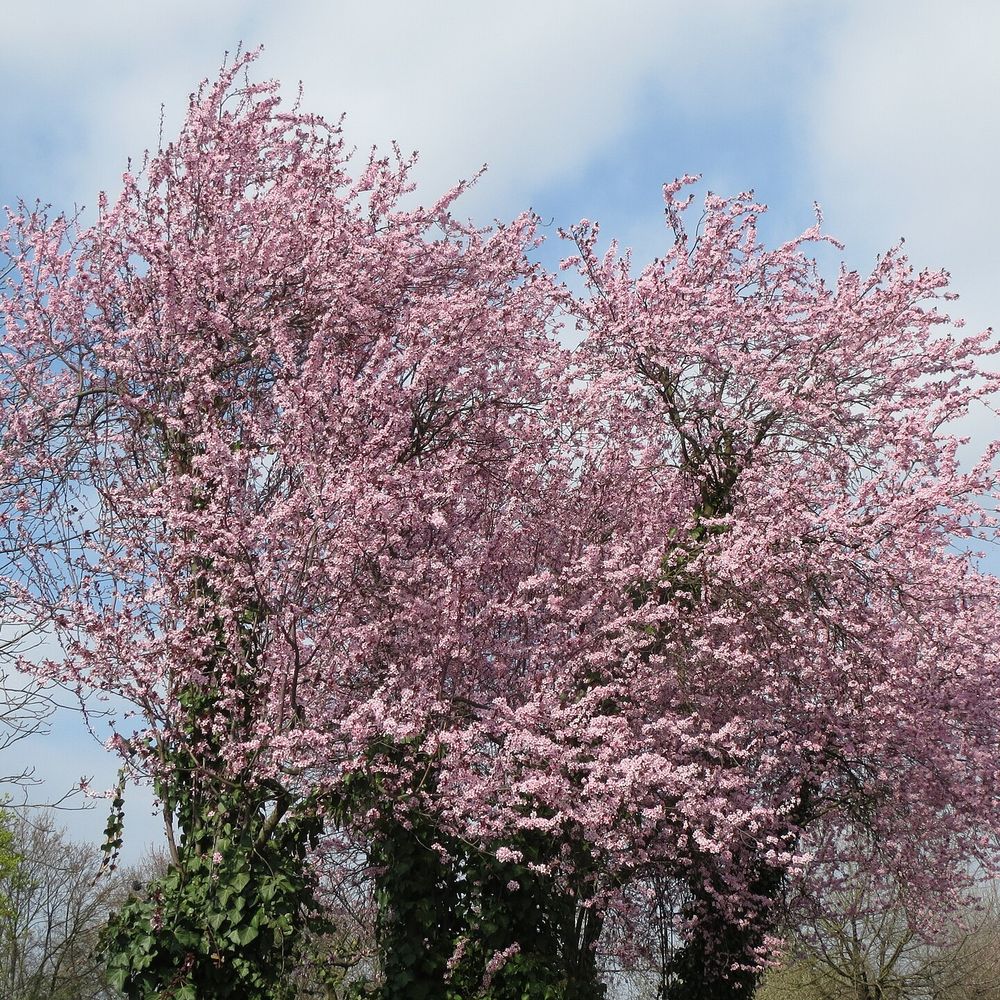 Prunus cerasifera 'Pissardii'