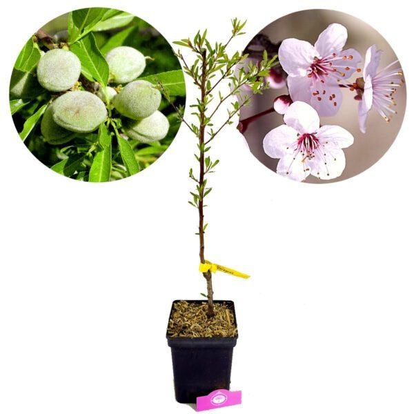 Prunus communis