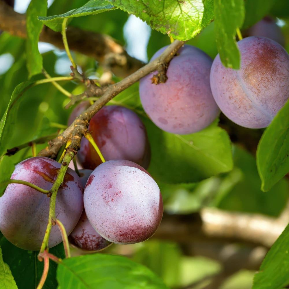 Prunus domestica