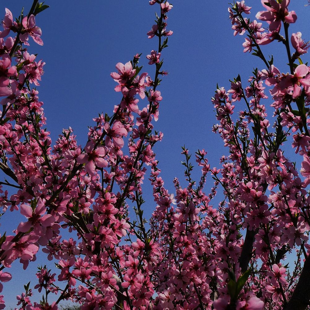 Prunus persica