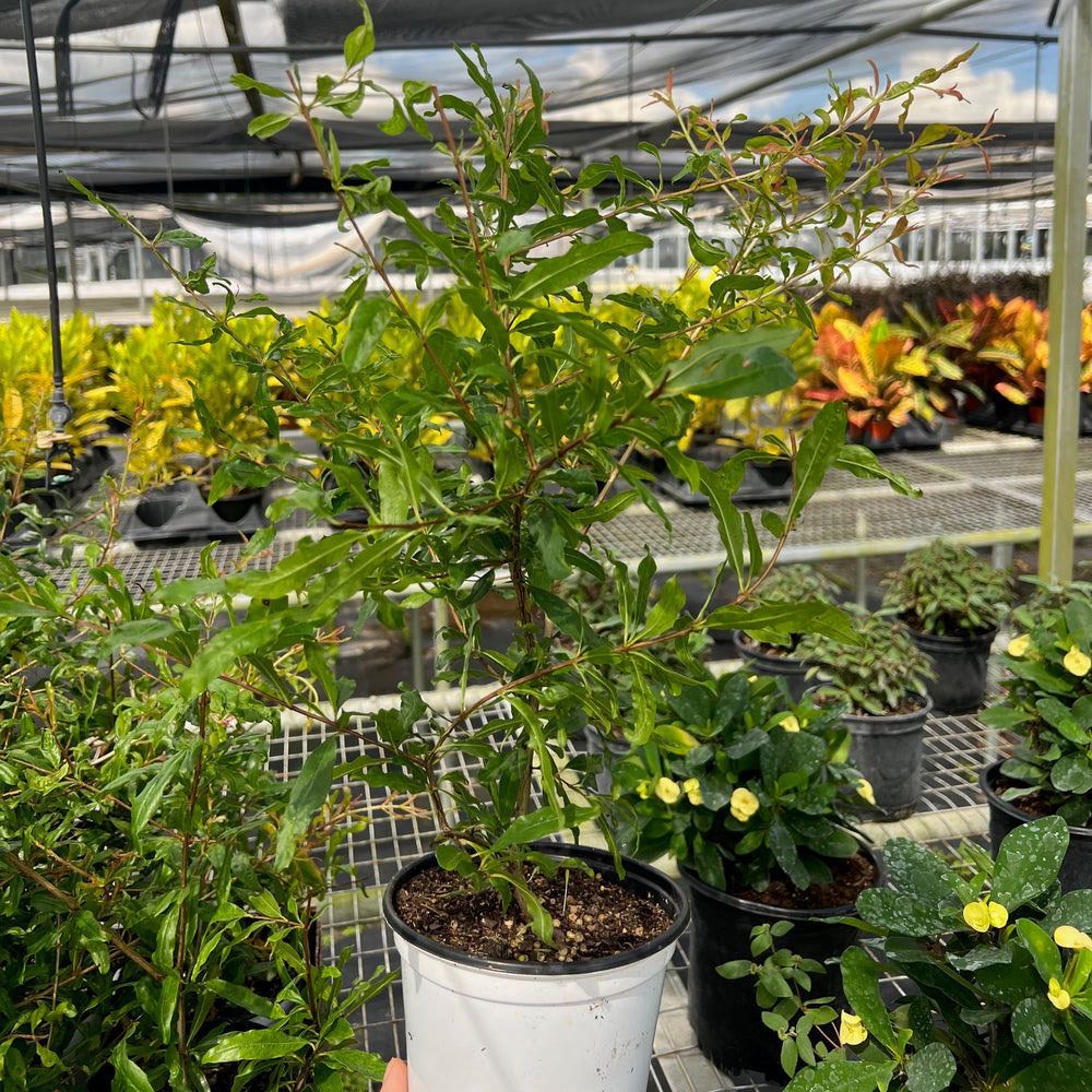 Punica granatum