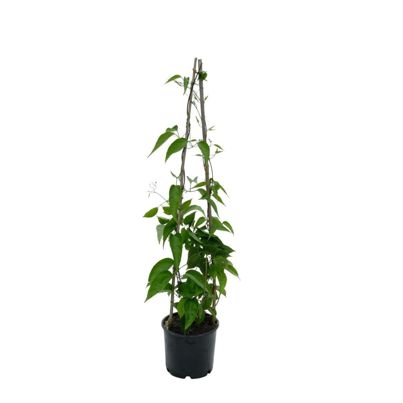Pyrostegia venusta