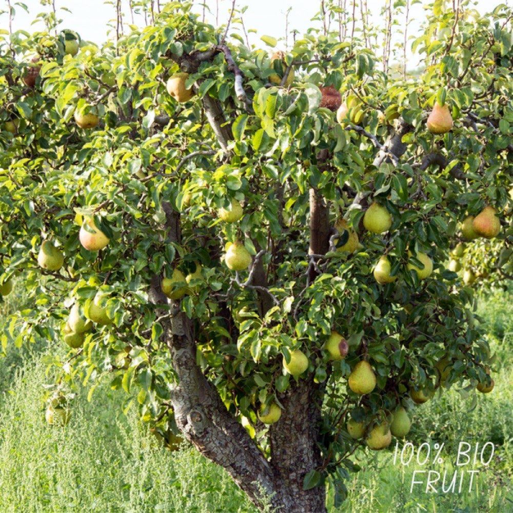 Pyrus communis