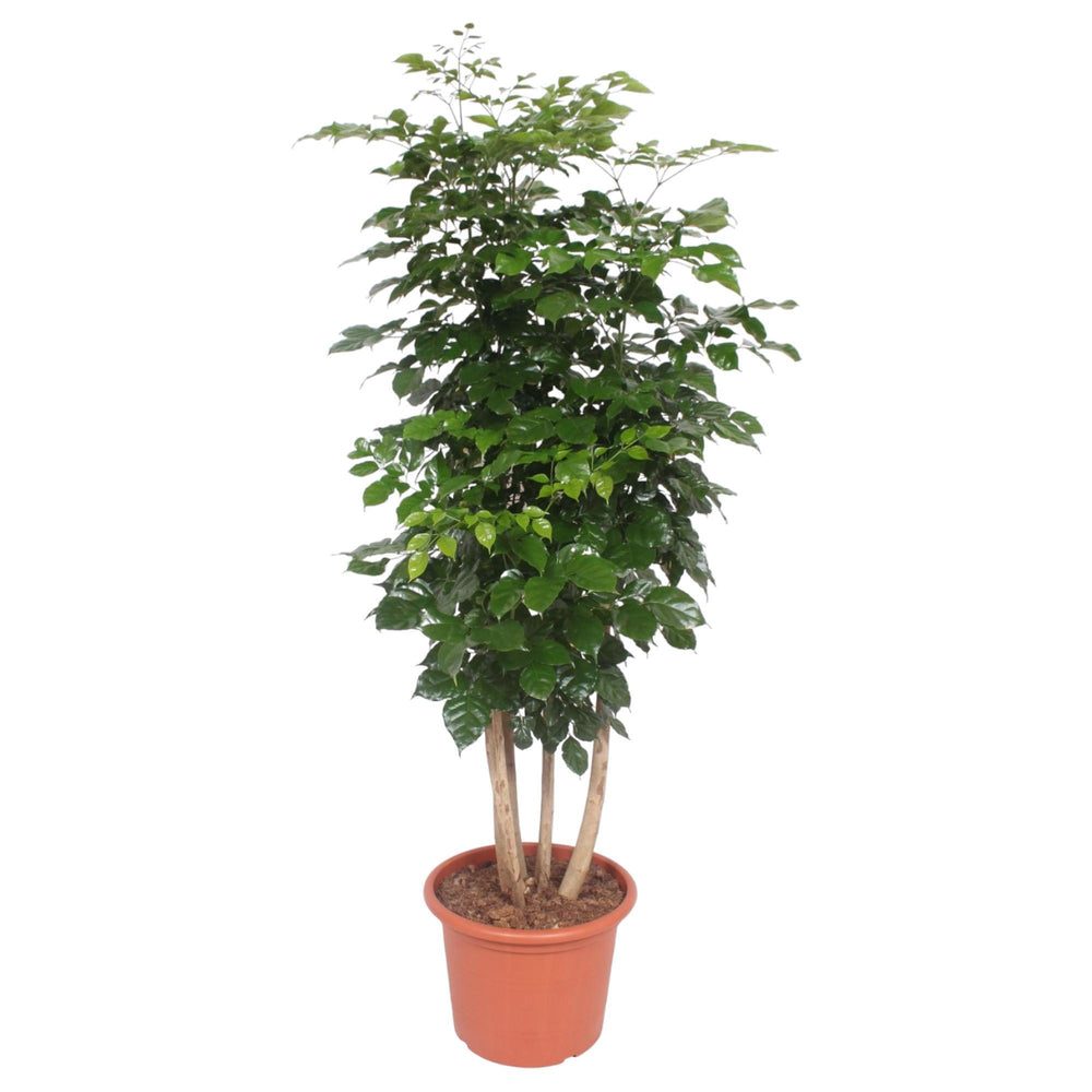 Radermachera hainanensis