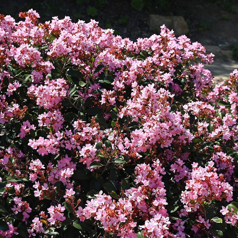 Rhaphiolepis indica