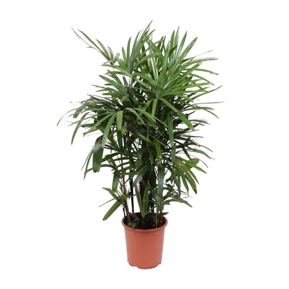 Rhapis excelsa