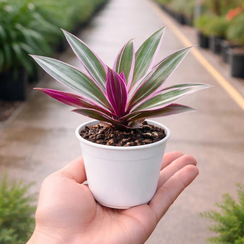 Tradescantia spathacea