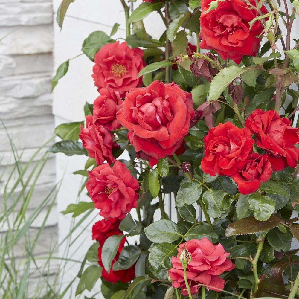 Rosa 'Crazy in Love'