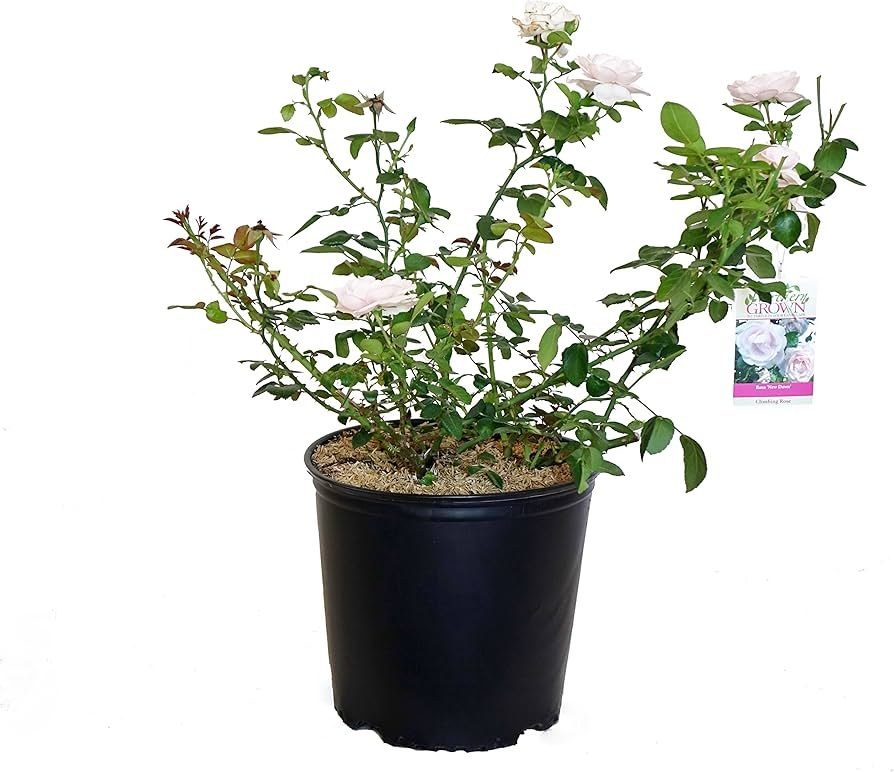 Rosa multiflora