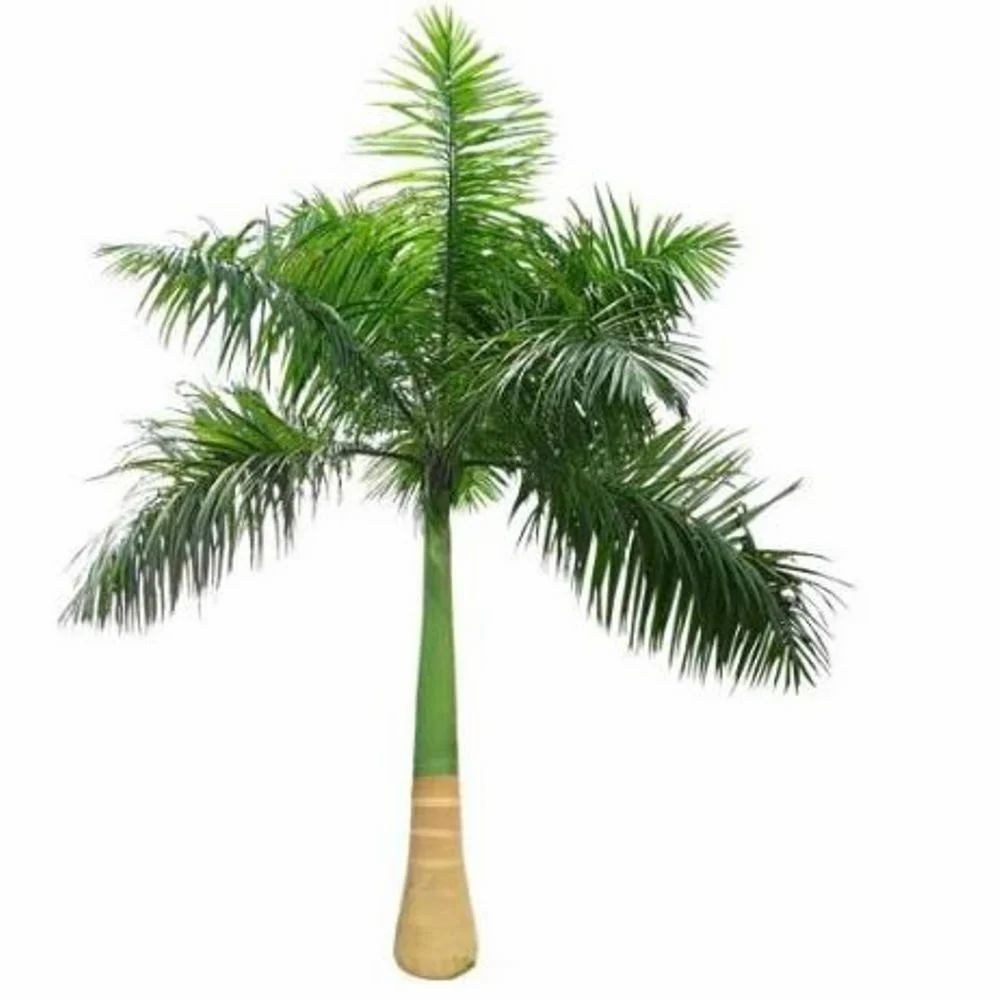 Roystonea regia