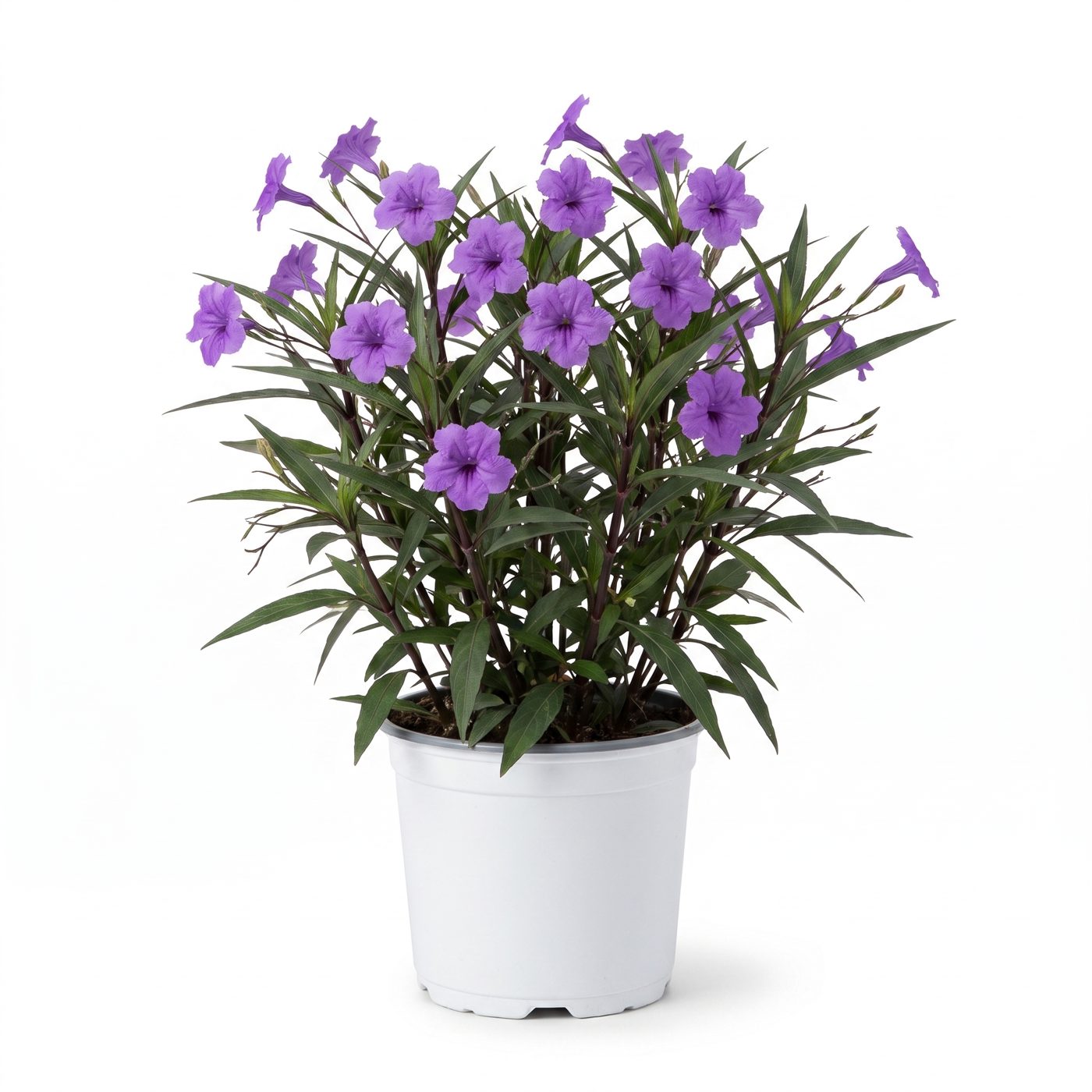 Ruellia simplex
