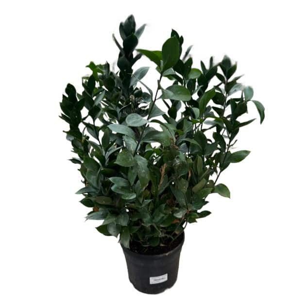 Ruscus hypoglossum
