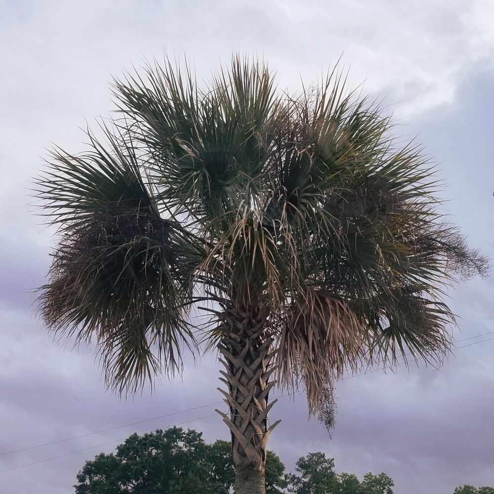 Sabal palmetto