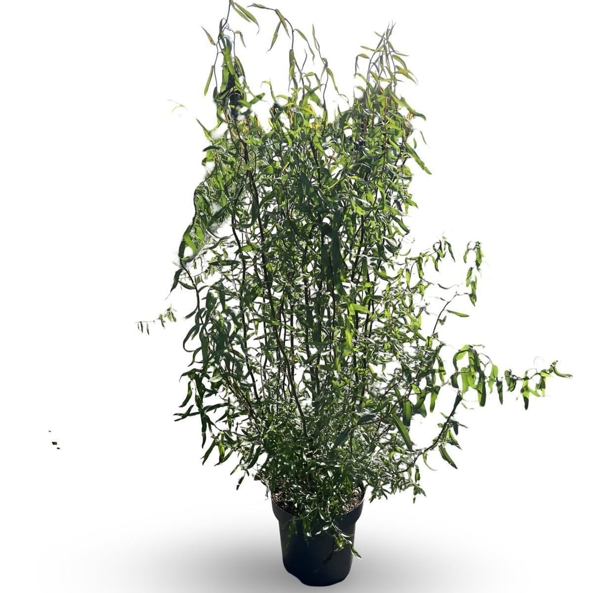 Salix babylonica