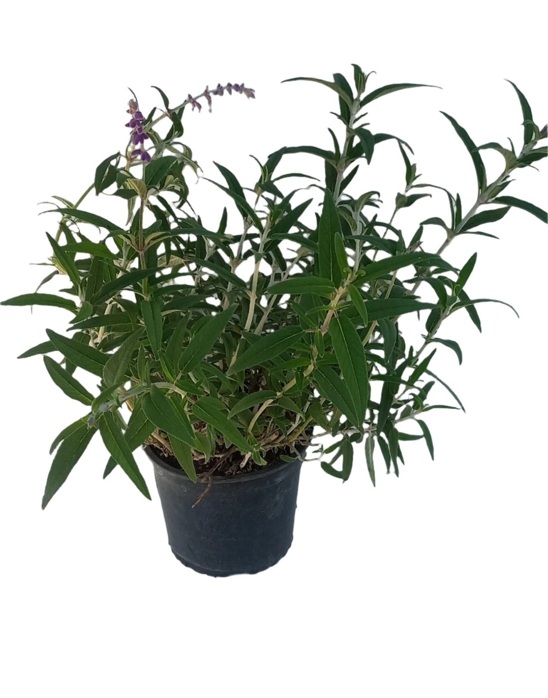 Salvia leucantha