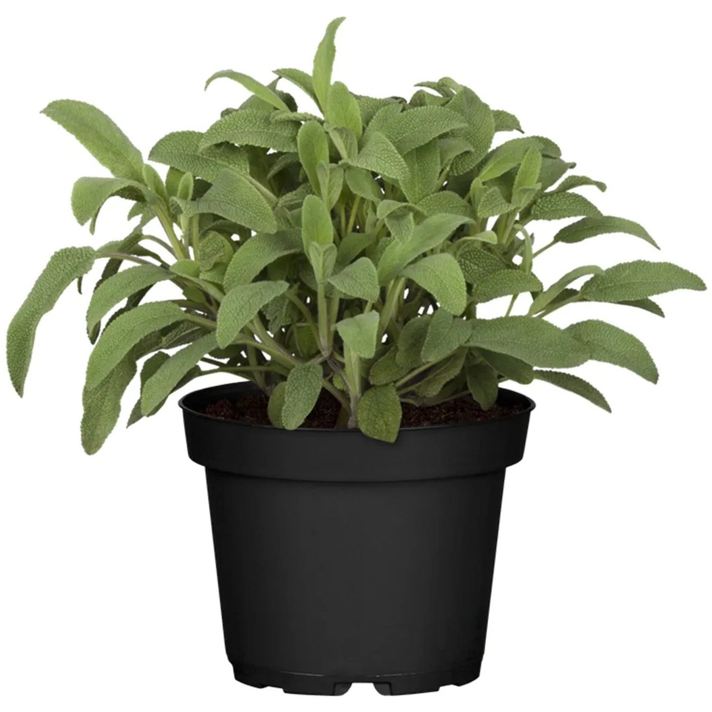 Salvia officinalis