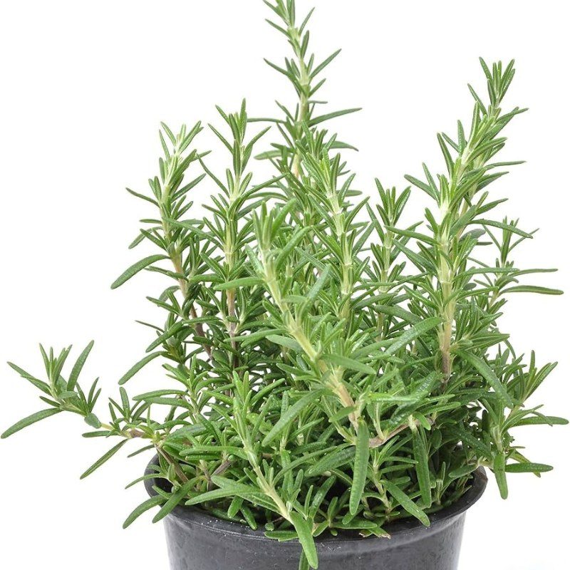 Salvia rosmarinus 'Prostratus'