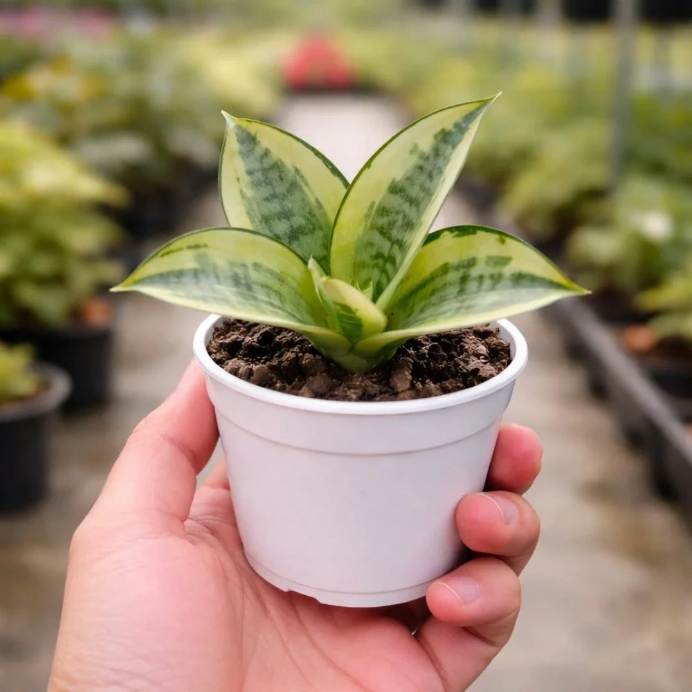 Sansevieria trifasciata 'Golden Hahnii'