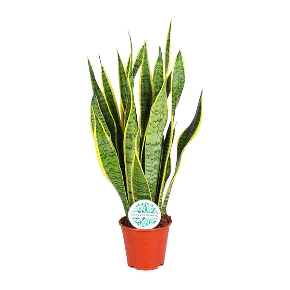 Sansevieria trifasciata 'Laurentii'
