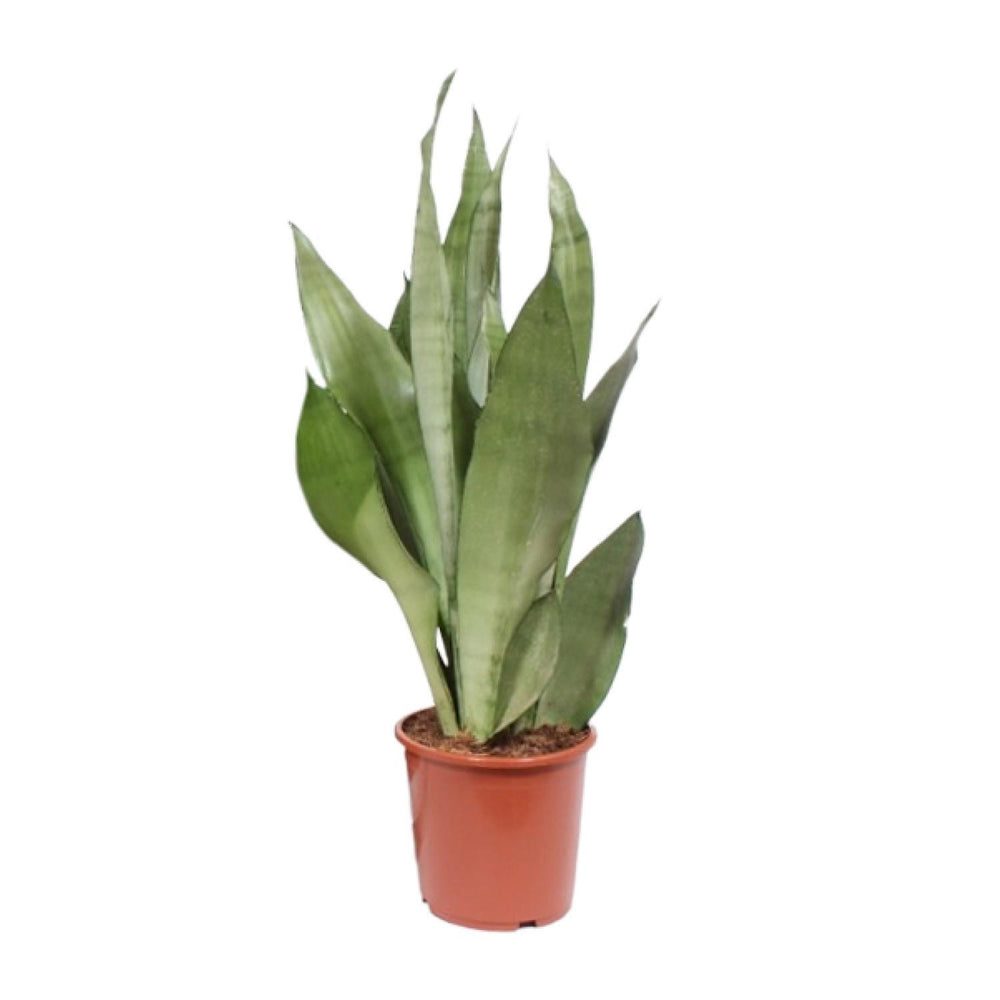 Sansevieria trifasciata 'Moonshine'
