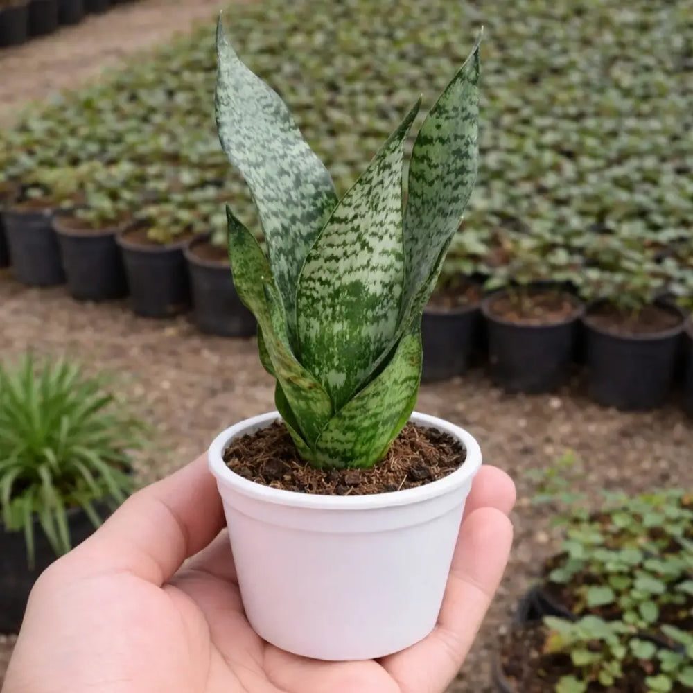 Sansevieria zeylanica