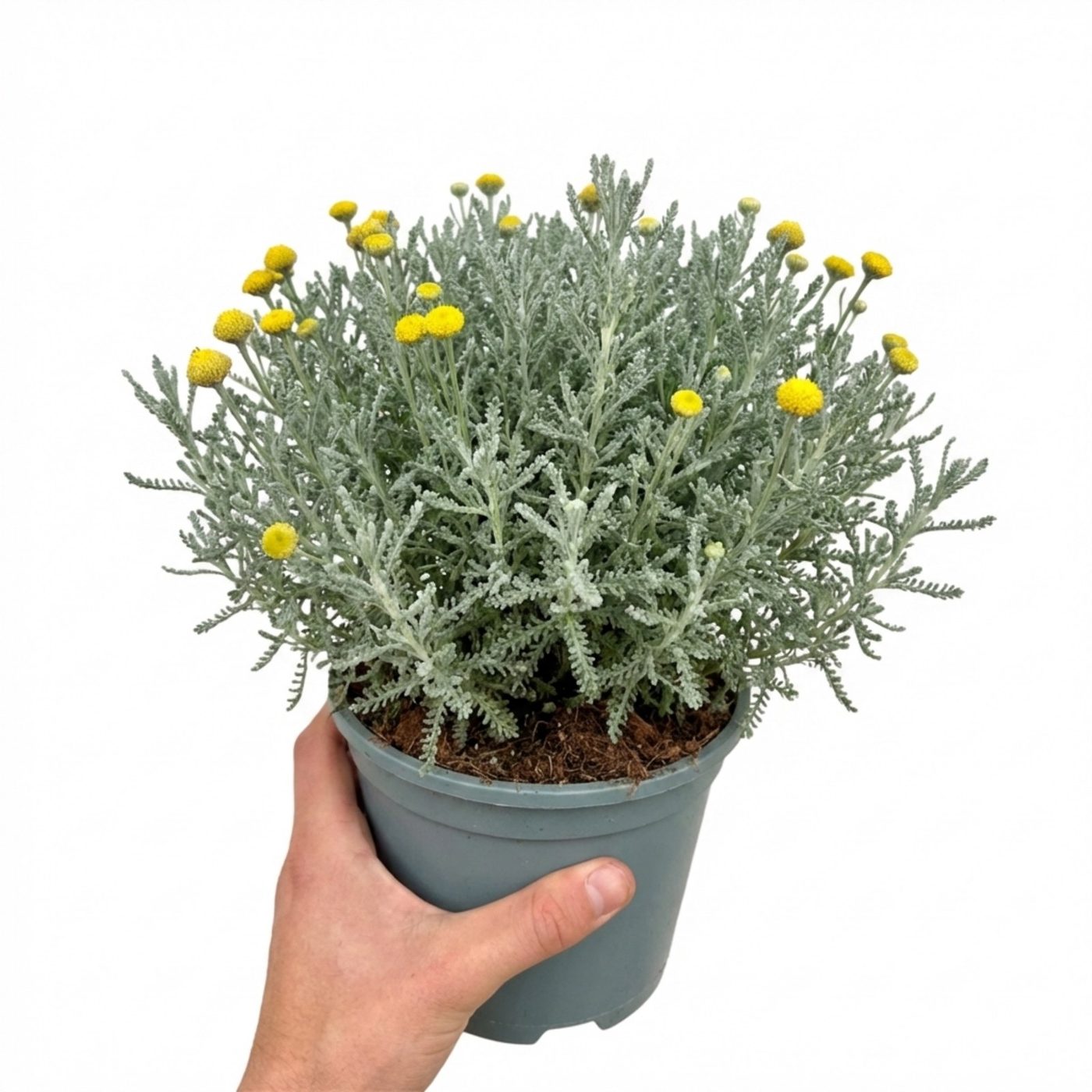 Santolina chamaecyparissus