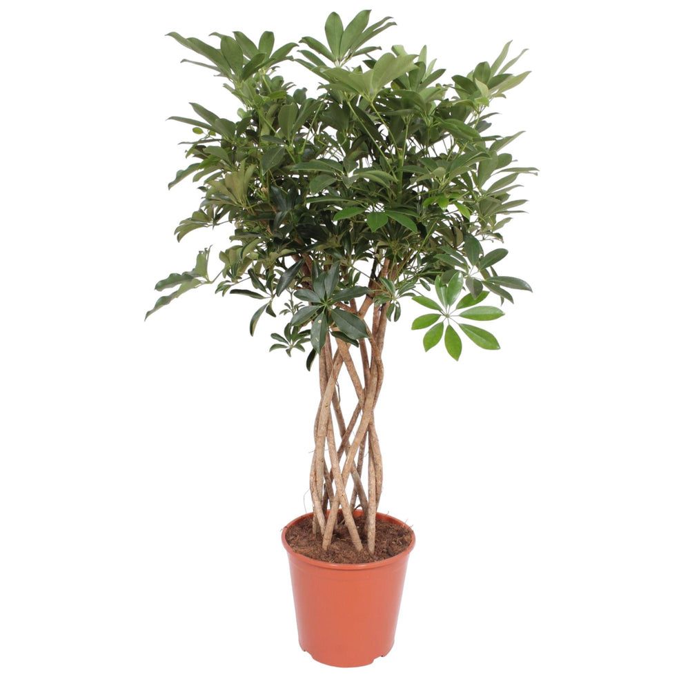 Schefflera arboricola 'Compacta'